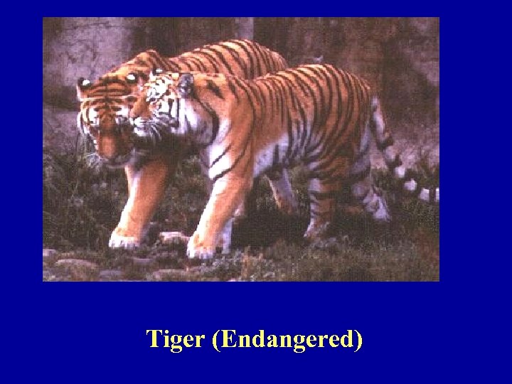 Tiger (Endangered) 