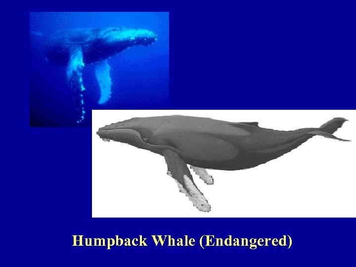 Humpback Whale (Endangered) 