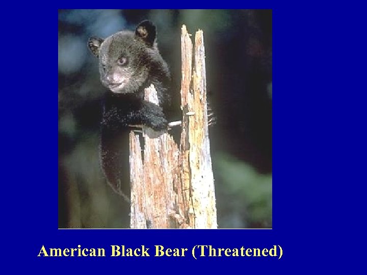 American Black Bear (Threatened) 