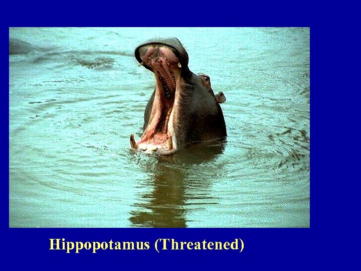 Hippopotamus (Threatened) 
