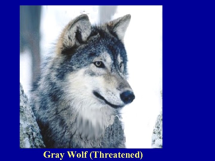 Gray Wolf (Threatened) 