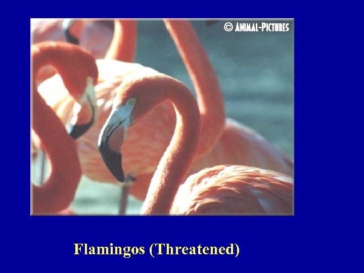 Flamingos (Threatened) 