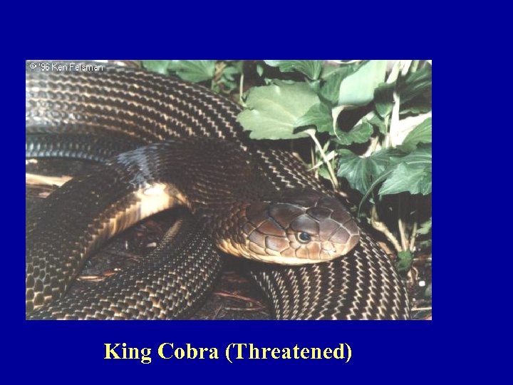King Cobra (Threatened) 