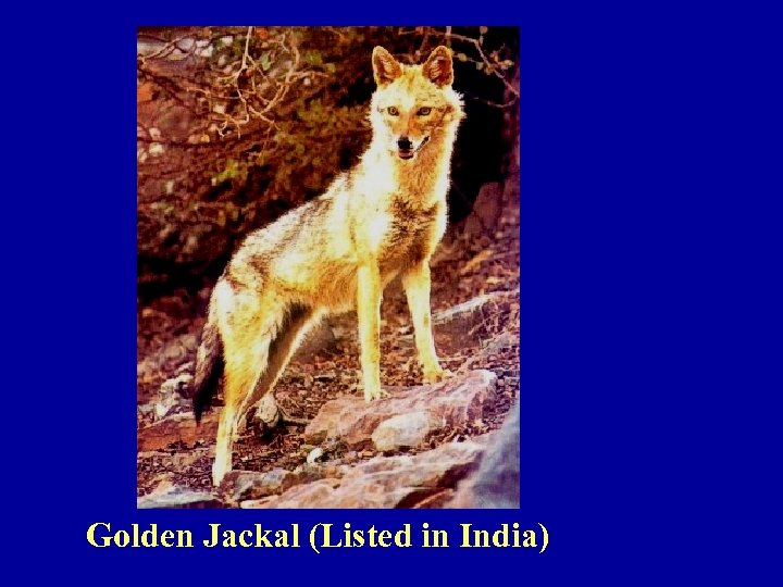 Golden Jackal (Listed in India) 