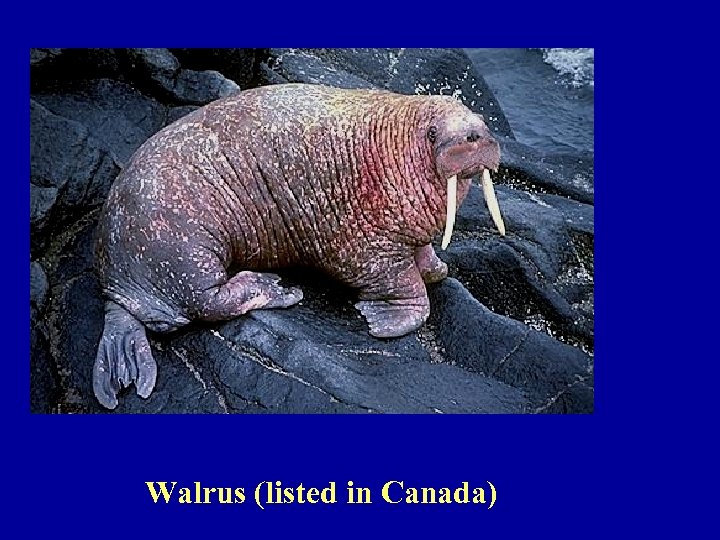 Walrus (listed in Canada) 