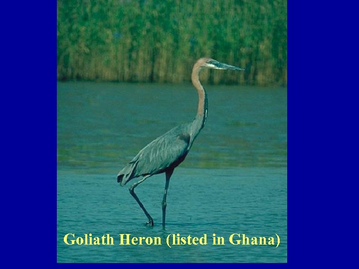 Goliath Heron (listed in Ghana) 