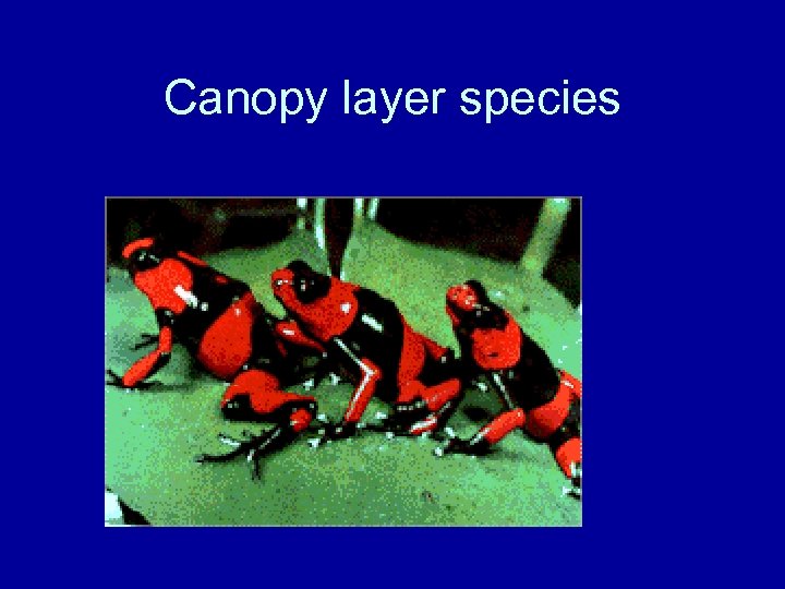 Canopy layer species 