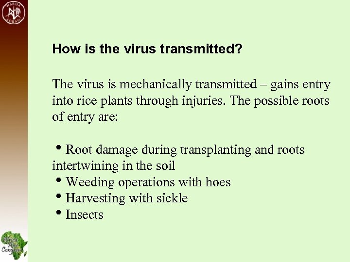 How is the virus transmitted? The virus is mechanically transmitted – gains entry into