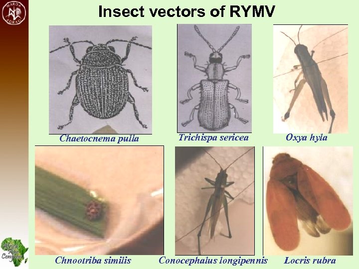 Insect vectors of RYMV Chaetocnema pulla Chnootriba similis Trichispa sericea Conocephalus longipennis Oxya hyla