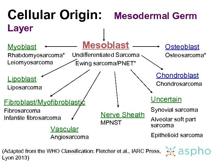 Cellular Origin: : Mesodermal Germ Layer Mesoblast Myoblast Rhabdomyosarcoma* Leiomyosarcoma Osteoblast Undifferentiated Sarcoma Ewing