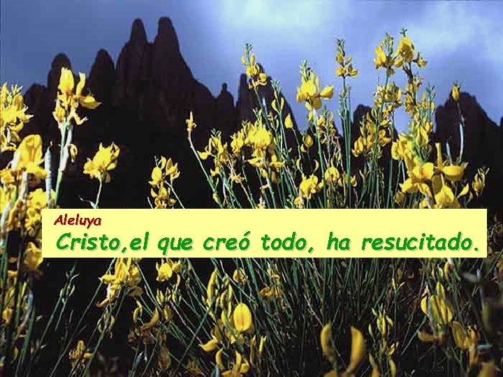 Aleluya Cristo, el que creó todo, ha resucitado. 