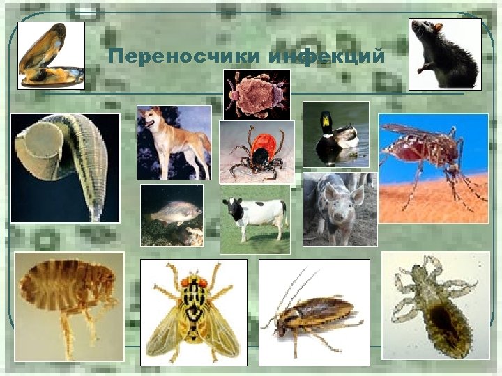 Переносчики инфекций 