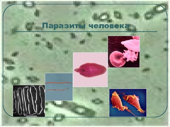 Паразиты человека 