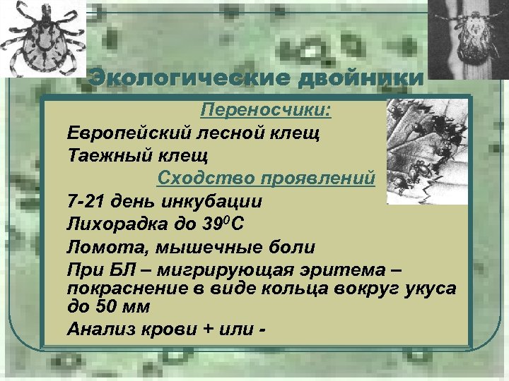 Экологические двойники Переносчики: Европейский лесной клещ Таежный клещ l Сходство проявлений 7 -21 день