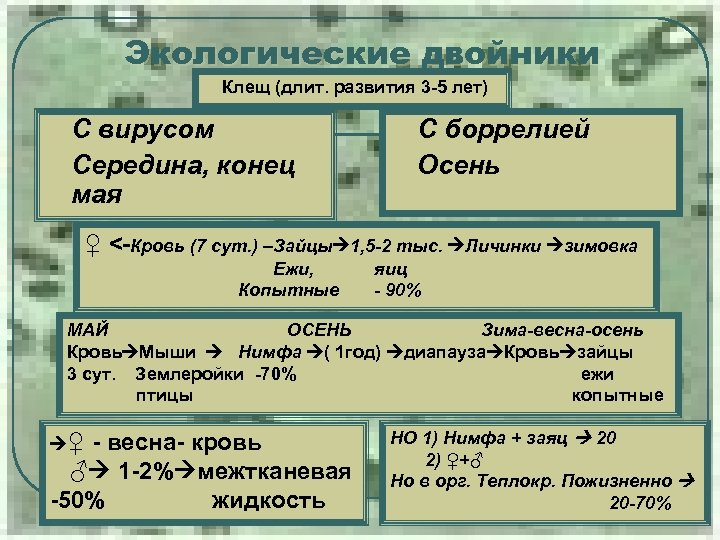 Экологические двойники l. Клещ l l (длит. развития 3 -5 лет) С вирусом Середина,