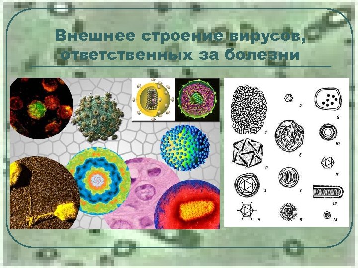 Внешнее строение вирусов, ответственных за болезни 