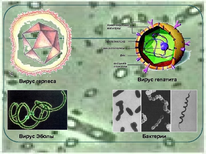 Вирус герпеса Вирус Эболы Вирус гепатита Бактерии 