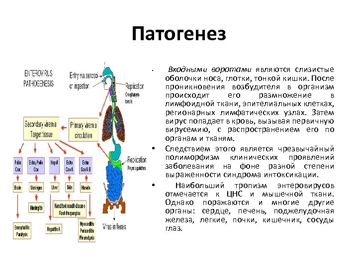 Патогенез • • • Входными воротами являются слизистые оболочки носа, глотки, тонкой кишки. После