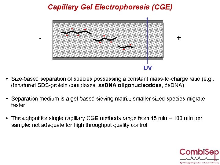 Capillary Gel Electrophoresis (CGE) - - - - + UV • Size-based separation of
