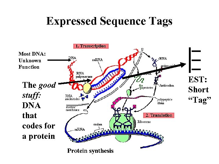Expressed Sequence Tags Most DNA: Unknown Function The good stuff: DNA that codes for
