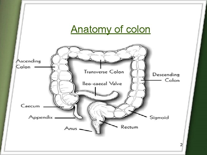 Anatomy of colon 2 
