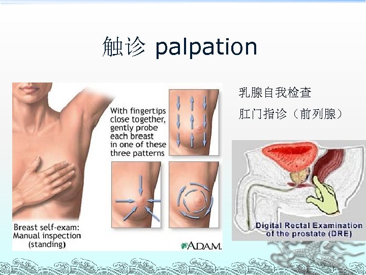 触诊 palpation 乳腺自我检查 肛门指诊（前列腺） 