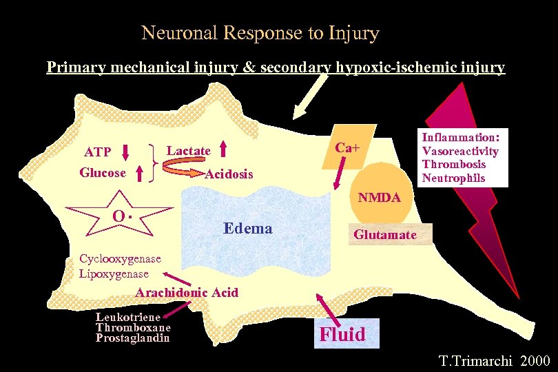 Neuronal Response to Injury Primary mechanical injury & secondary hypoxic-ischemic injury O Ca+ Lactate
