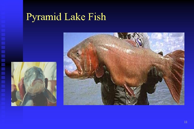Pyramid Lake Fish 11 