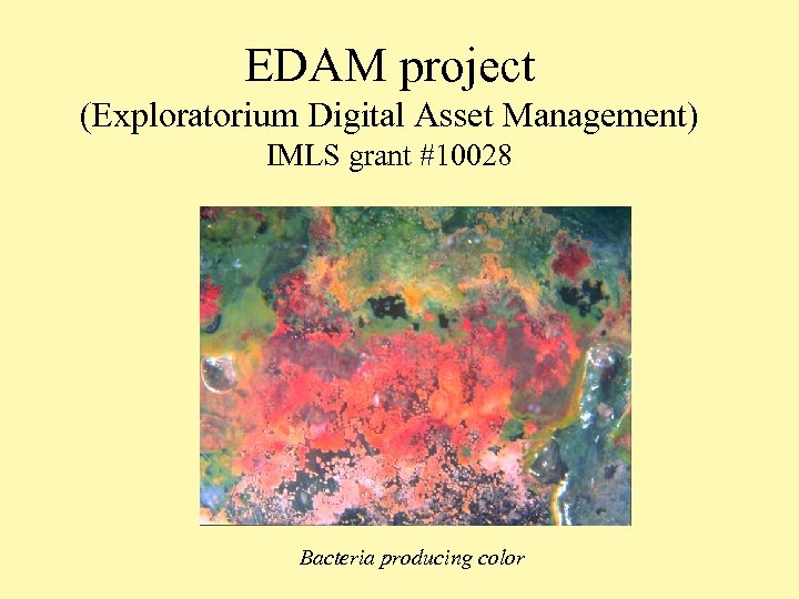 EDAM project (Exploratorium Digital Asset Management) IMLS grant #10028 Bacteria producing color 