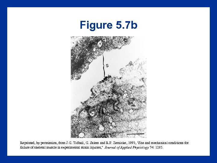 Figure 5. 7 b Reprinted, by permission, from J. G. Tidball, G. Salem and