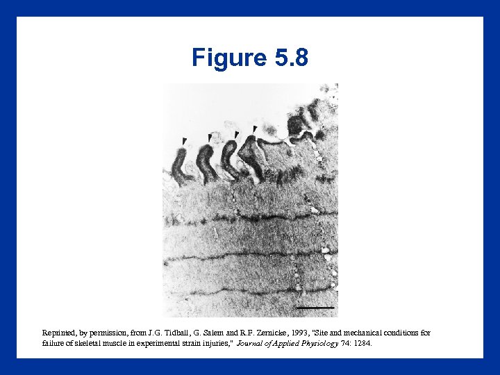 Figure 5. 8 Reprinted, by permission, from J. G. Tidball, G. Salem and R.