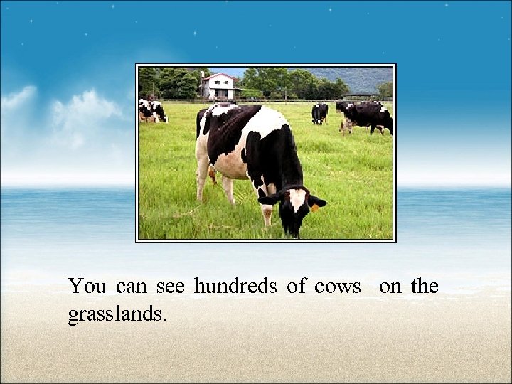 You can see hundreds of cows on the grasslands. 