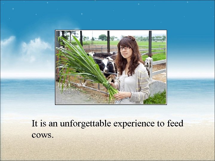 It is an unforgettable experience to feed cows. 