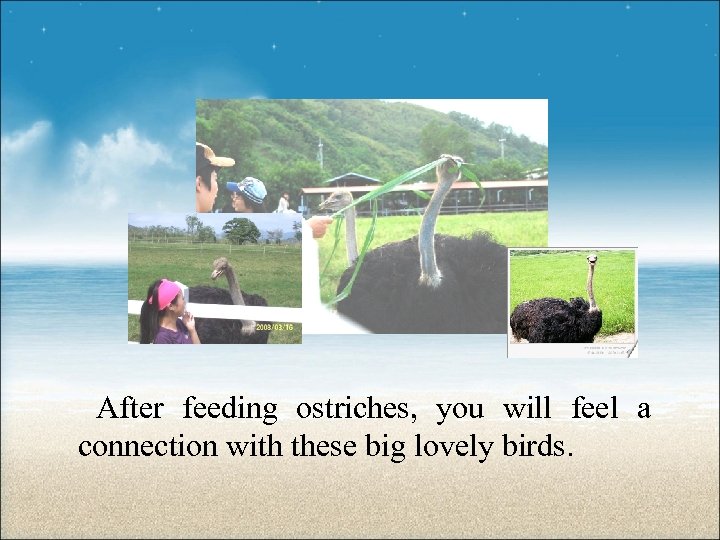 After feeding ostriches, you will feel a connection with these big lovely birds. 