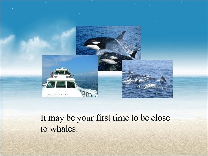 It may be your first time to be close to whales. 