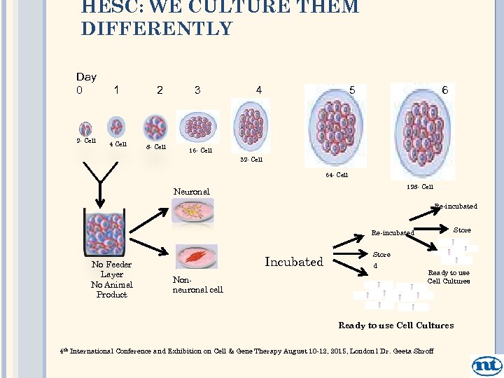 HESC: WE CULTURE THEM DIFFERENTLY Day 0 2 - Cell 1 4 Cell 2