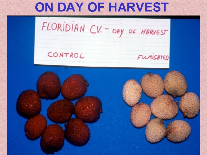 ON DAY OF HARVEST 