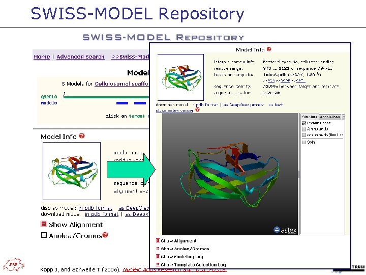 SWISS-MODEL Repository Kopp J, and Schwede T (2006). Nucleic Acids Research 34 , D
