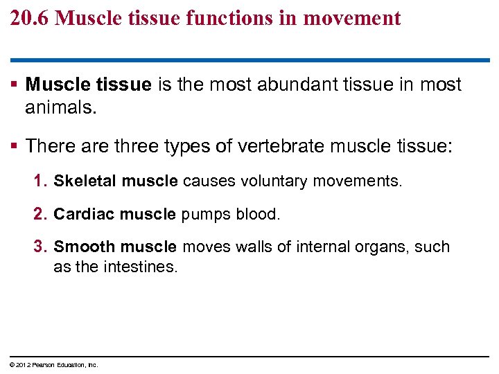20. 6 Muscle tissue functions in movement § Muscle tissue is the most abundant
