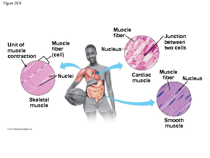 Figure 20. 6 Muscle fiber Unit of muscle contraction Muscle fiber (cell) Nuclei Junction