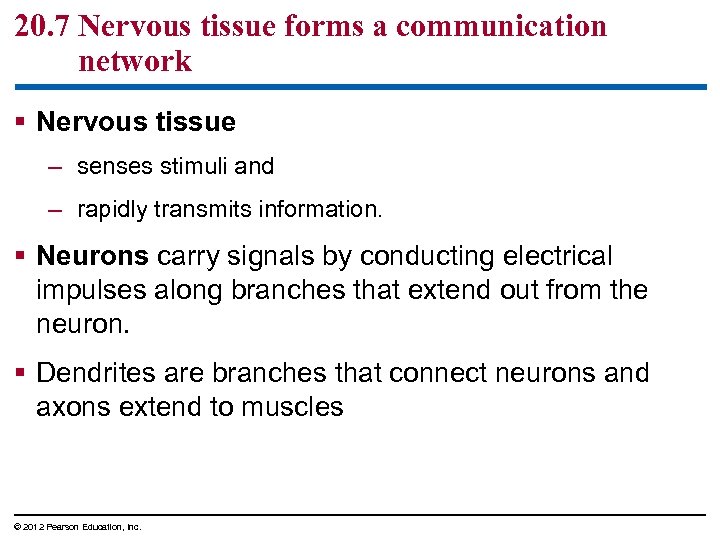 20. 7 Nervous tissue forms a communication network § Nervous tissue – senses stimuli