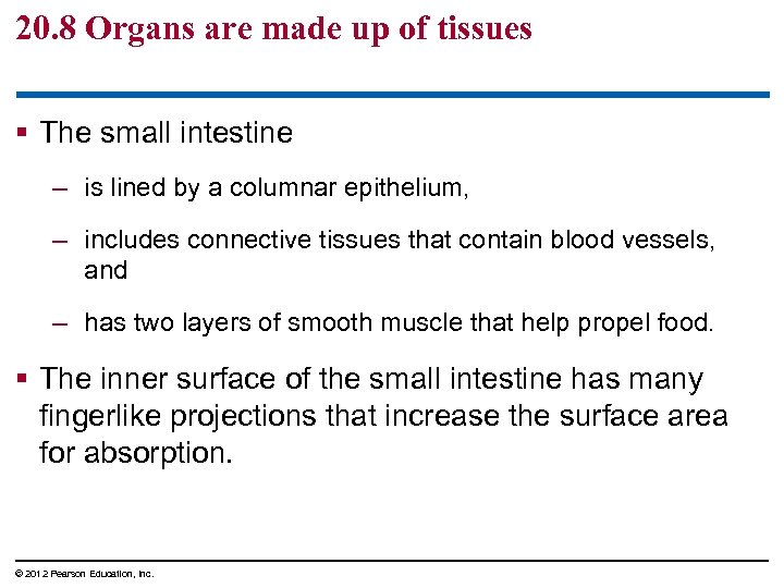 20. 8 Organs are made up of tissues § The small intestine – is