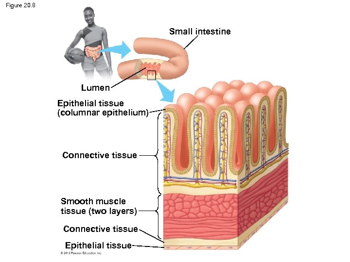 Figure 20. 8 Small intestine Lumen Epithelial tissue (columnar epithelium) Connective tissue Smooth muscle