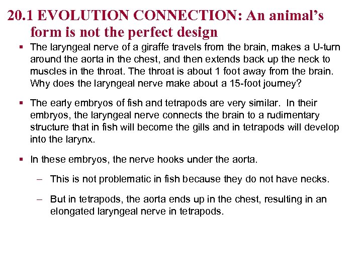 20. 1 EVOLUTION CONNECTION: An animal’s form is not the perfect design § The