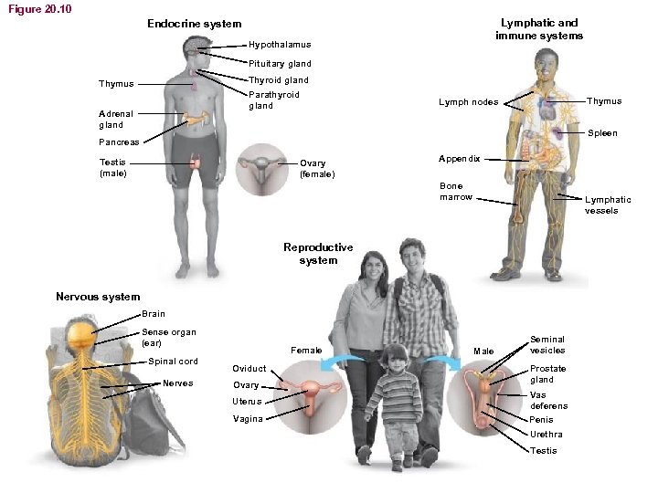 Figure 20. 10 Lymphatic and immune systems Endocrine system Hypothalamus Pituitary gland Thyroid gland