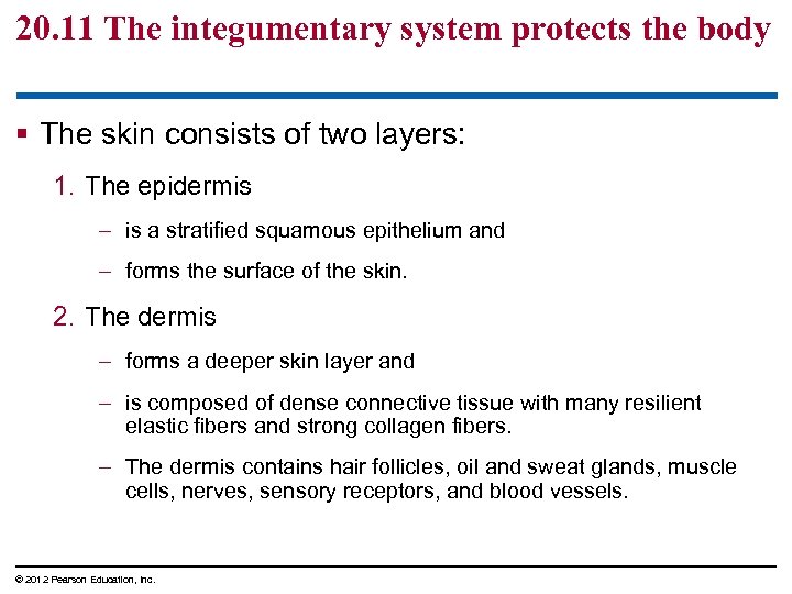 20. 11 The integumentary system protects the body § The skin consists of two