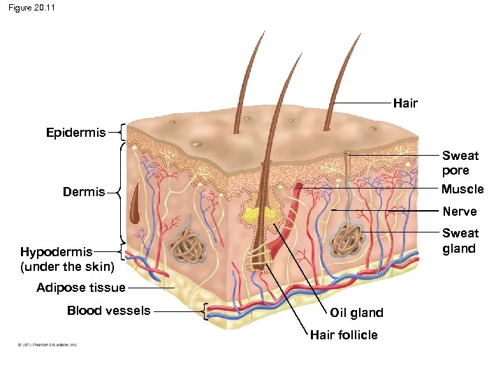 Figure 20. 11 Hair Epidermis Sweat pore Muscle Dermis Nerve Sweat gland Hypodermis (under