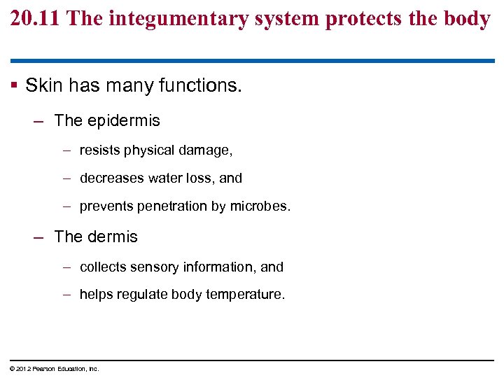 20. 11 The integumentary system protects the body § Skin has many functions. –