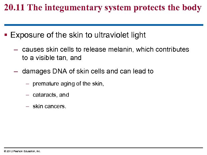 20. 11 The integumentary system protects the body § Exposure of the skin to