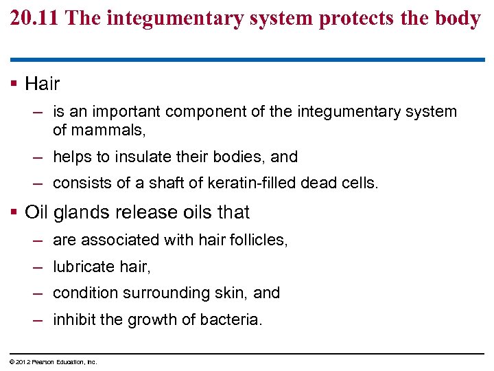20. 11 The integumentary system protects the body § Hair – is an important